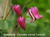 Clematis viorna Liviana