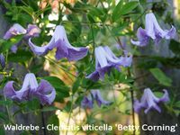 Clematis viticella Betty Corning