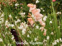 Gladiolus Rigoletto