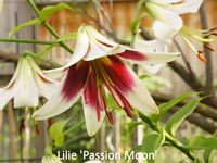 Lilium Passion Moon