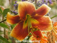 Lilium Red Morning